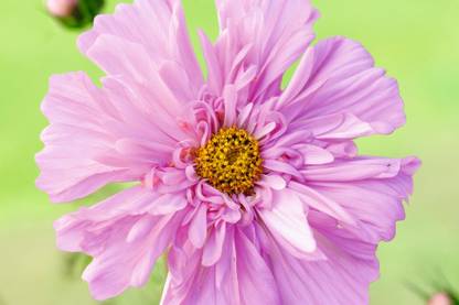 JAWKEY Cosmos bipinnatus ‘Double Click Rose Bonbon’ Seed