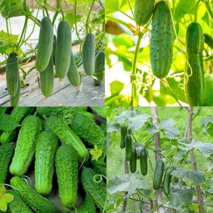 ibains Yellow cucumber seeds Kakari sosa seeds pack of 22 Seed