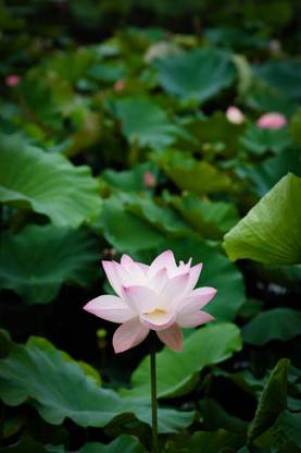 Parshwa lotus,kamal seeds Seed