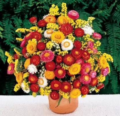 MAA Helichrysum Seed