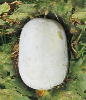 Aywal Ash Gourd Seed