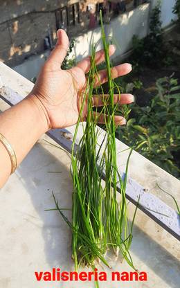 ANAND VALLISNERIA NANA Seed