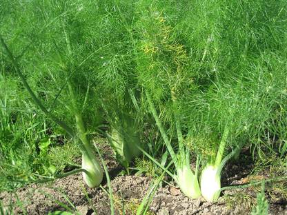 VibeX ® XLR-52 Florence Fennel Heirloom Seed