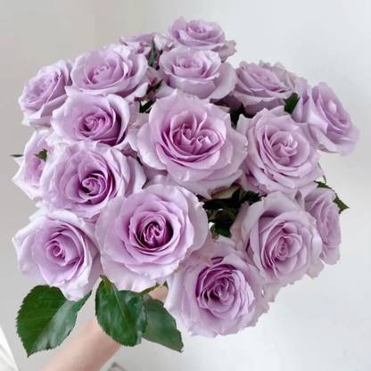 WILLVINE Rose “Ocean Song” Lavender Rose Seed