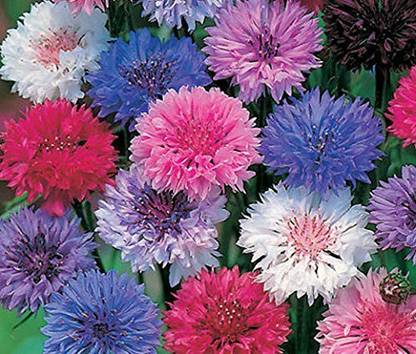 Lorvox CORNFLOWER MIXED FLOWER Seed