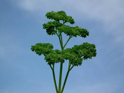 SOWCAN Parsley Seeds - Rare variety - Easy to grow Seed