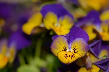 OGIVA Dark JOHNNY JUMP UP Violet Viola Pansy Tricolor Seed