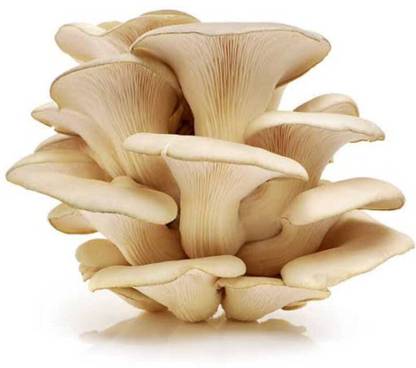 Mayabon Original Oyster mushroom seed,organic,Healthy,Vegetable,Pack of 1 Seed