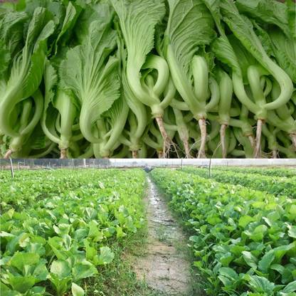 VibeX ® RXI-67 Chinese Mustard - Small Gai Choi Seed