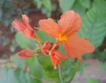 Oliver kanakambaram,firecracker,tropical flame,orange colour flower seed Seed