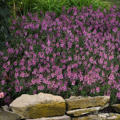 CYBEXIS PUAS-60 - Angelonia Serenita Lavender Flower - (750 Seeds) Seed