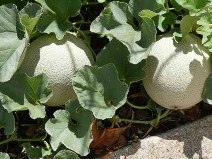 CYBEXIS PUAS-60 - MADHURAJA MUSKMELON - (450 Seeds) Seed