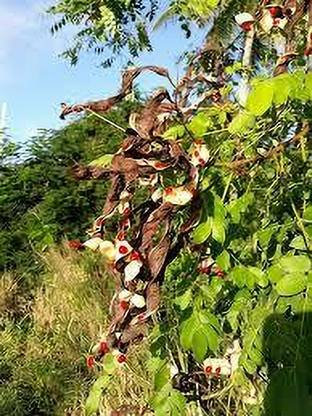 Seedsqlty Red sandal seeds original, high germination (19 seeds) Seed