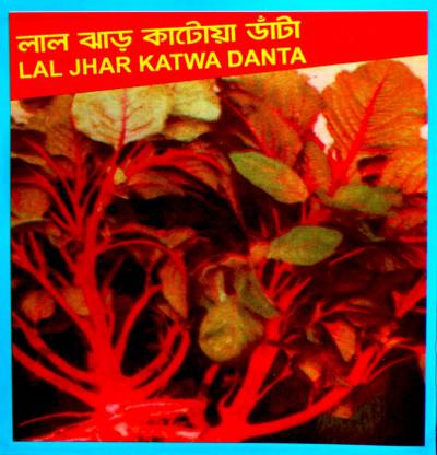 Sakuntala Hybrid Seeds Katwa Seeds Katwa Data Seeds Water Spinach Seed