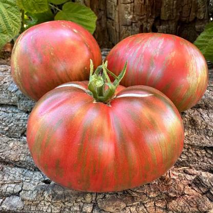 DeodarSeeds Tomato ‘Join or Die’ Seeds, Solanum lycopersicum Seed