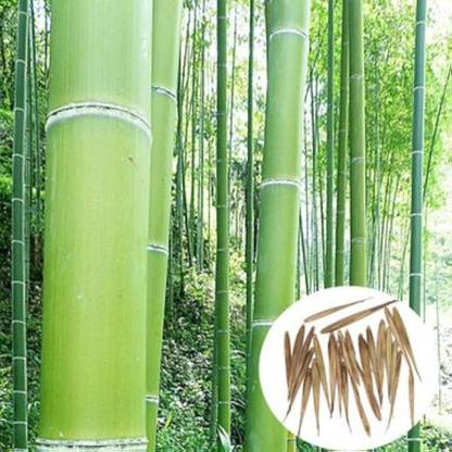 wequality bamboo seeds/bamboo seeds 22 Seed