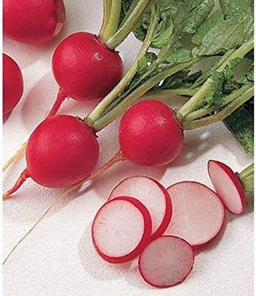 WILLVINE NDIR-734 Saxa 2 Radish Seed