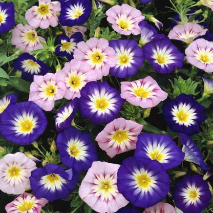 VibeX VVI-89 - Morning Glory Ensign Mix - (300 Seeds) Seed