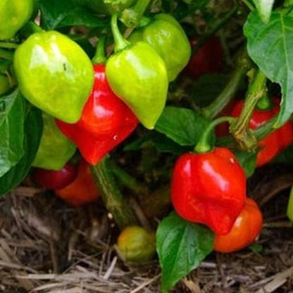 GreenServe CW44 Bombai mirchi CHILLI MIRCHI HYBRID-229 Seed