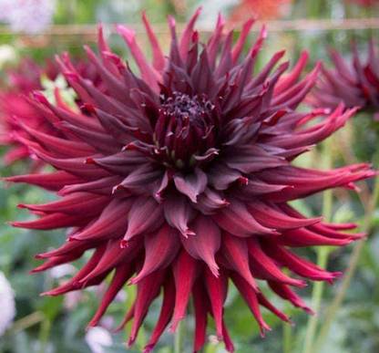 WILLVINE PUAS-380 Black Wizard Large Flowering Cactus Dahlia Seed