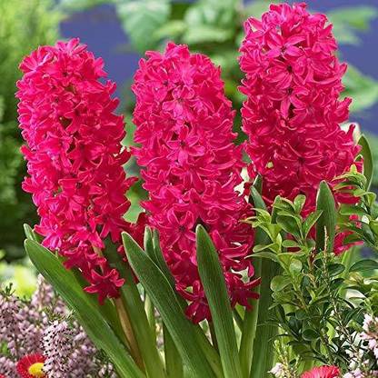 Audbhidhi Red Hyacinth Flower Bulbs For Winter Home Gardening Seed
