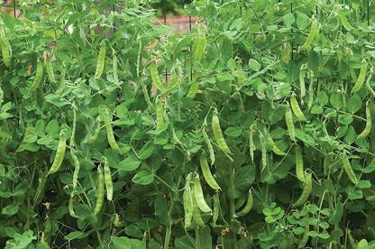 CYBEXIS XLL-69 - Snowbird Pea - (100 Seeds) Seed