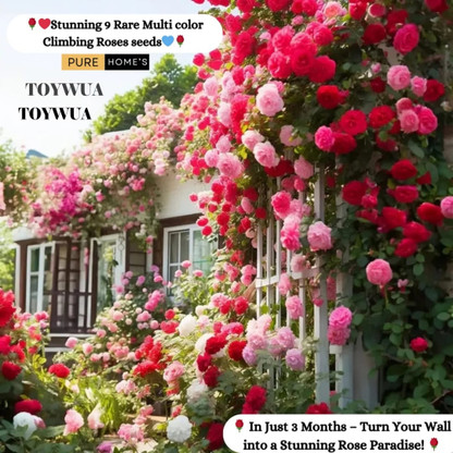 thumbnail image 2 of Climbing Rose Seeds Canada Rosa Eden Wild Rose Seeds - 125 Count Organic Pink Climbing Vine Flowers For Garden Rosa Eden Rose Seeds 2 of 13