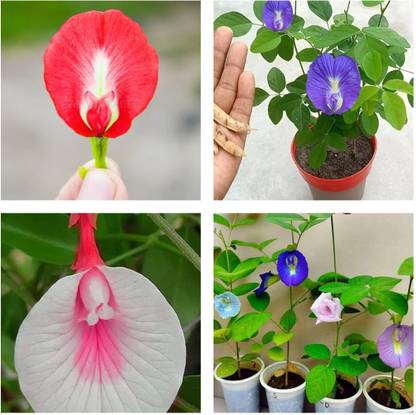 Seedsilk Red Aparajita Flower Seed, Butterfly Pea Red Aparajita Seed