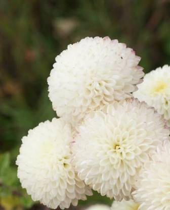 Liance SNOWBALL CHRYSANTHEMUM Seed