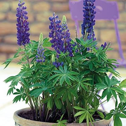 Aywal Flower, Seeds, Lupin, Lupine Seed