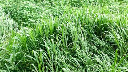 BDSresolve buffalo eating grass seeds/cow eating grass seeds Seed