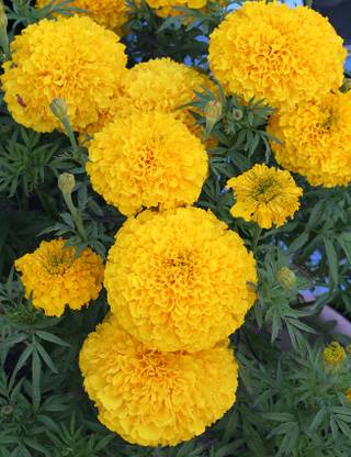 Radha Krishna Agriculture Marigold Yellow Flower Bulb For Your Great Gardening ( Pack Of 1 Bulb ) Seed