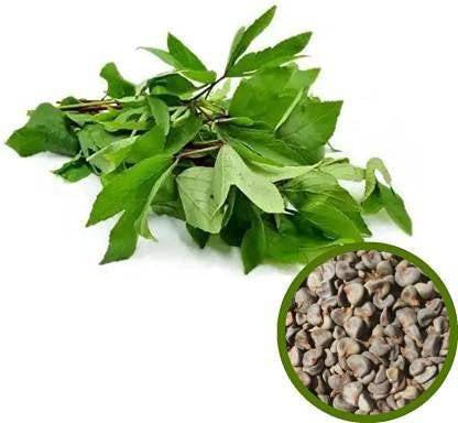 VibeX ® LXI-476 Natural Organic Sorrel Leaves Spinach Seed