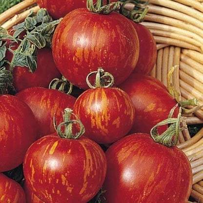 ActrovaX Tomato Tigerella [1000 Seeds] Seed