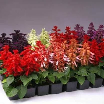Nodoc Salvia flower Seed
