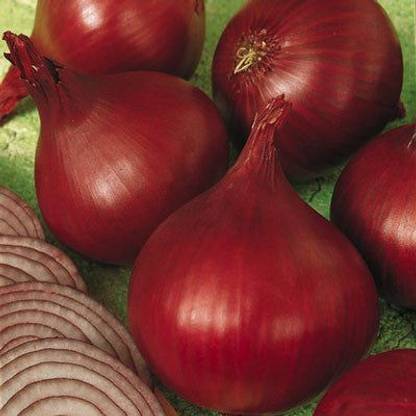 Radha Krishna Agriculture Imported Onion N-53 F1 Hybrid Seeds For Gardening Pack Of 70 Seed