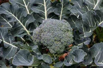 CYBEXIS XLR-40 - Lieutenant Broccoli - (450 Seeds) Seed