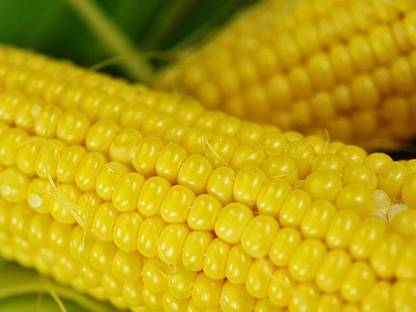 CEZIUS Indian Sweet Corn (Makka) (मक्का के बीज) Seed