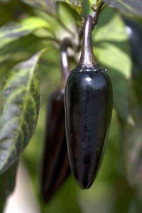 ActrovaX Hot Pepper Black Cobra Chilli [1gm Seeds] Seed
