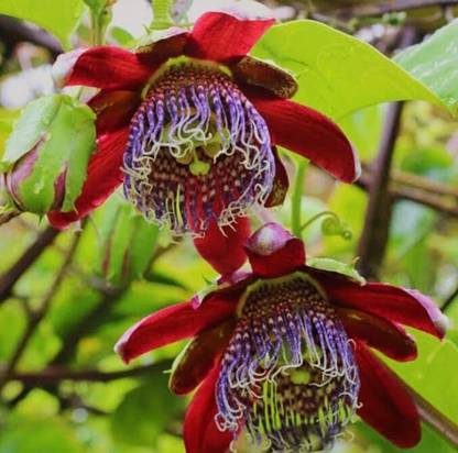SHYAM Red passion flower Plant Seed