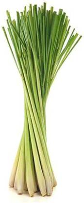 CYBEXIS PUAS-43 - Lemon Grass Cymbopogon Flexuosus - (250 Seeds) Seed