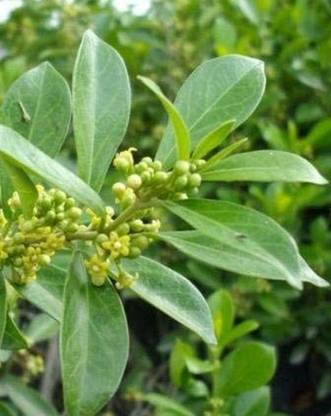 WILLVINE VXI-69 Sarva Sughandhi Dwarf Rare ' Allspice Seed