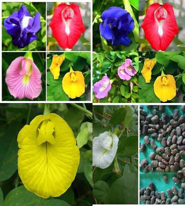 ibains Blue butterfly pea seeds bij 30 Seed