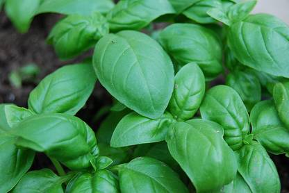 VibeX GBPUT-27 - Sweet Basil Genovese - (1500 Seeds) Seed