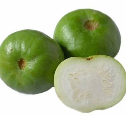 CEZIUS Indian Round Squash Apple Gourd – Tinda Vegetable Seed