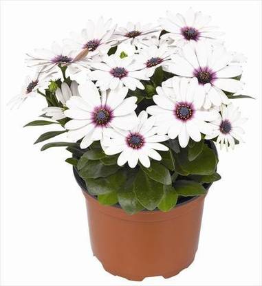 VibeX VXI-87 - Deep Purple African Daisy Plant - (180 Seeds) Seed