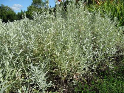 VibeX ® XXL-281 PRAIRIE SAGE /Fringed Sagebrush Seed