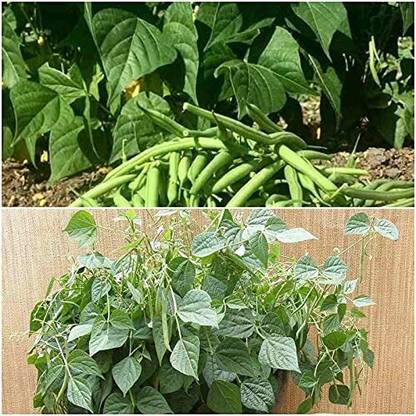 Aywal French Beans Vegetable Plant Seed