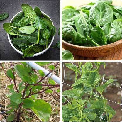 VibeX ® RXI-281 Heat Tolerant Spinach 4 Varieties(Mix) Seed