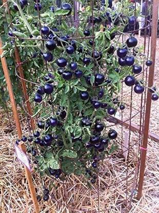 DHENU PRASAD 2247 F1 Hybrid Round Black Tomato Seed